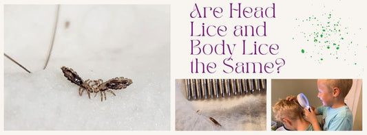 are head lice and body lice the same